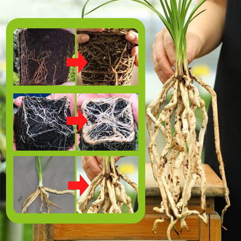Plant Rooting & Seedling Strengthening Agent(50% OFF)