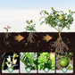 🌱Universal Plants Nutrient Granules Controlled Release Fertilizer