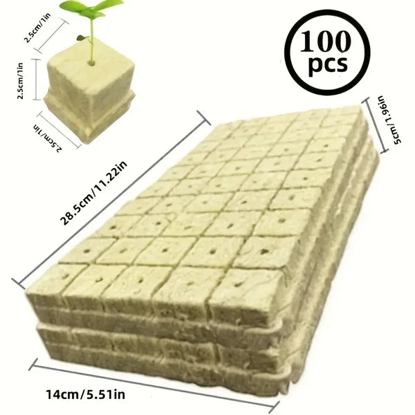 📢📢50% OFF !! ⏰Soilless Cultivation Seedlings