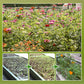 Flower self growth coverage - Self cultivation flower beds