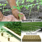 Soilless Cultivation Seedlings
