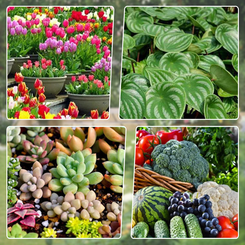 Universal Plant ＆ Flower Activation Liquid Solution（50% OFF）
