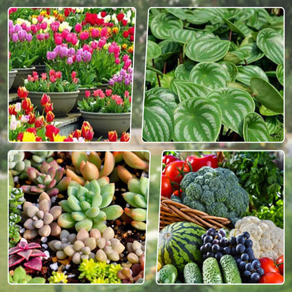 Universal Plant ＆ Flower Activation Liquid Solution（50% OFF）