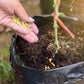 🌱Universal Plants Nutrient Granules Controlled Release Fertilizer
