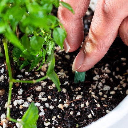 Slow-Release Plant Fertilizer Sticks
