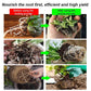🔥Hot Sales🎉Strong Rooting Powder Microbial Fertilizer（50% OFF）