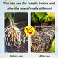 🔥Hot Sales🎉Strong Rooting Powder Microbial Fertilizer（50% OFF）