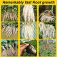 🔥Hot Sales🎉Strong Rooting Powder Microbial Fertilizer（50% OFF）