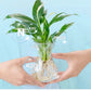 Hydroponic Nutrient Solution For Plant Growth