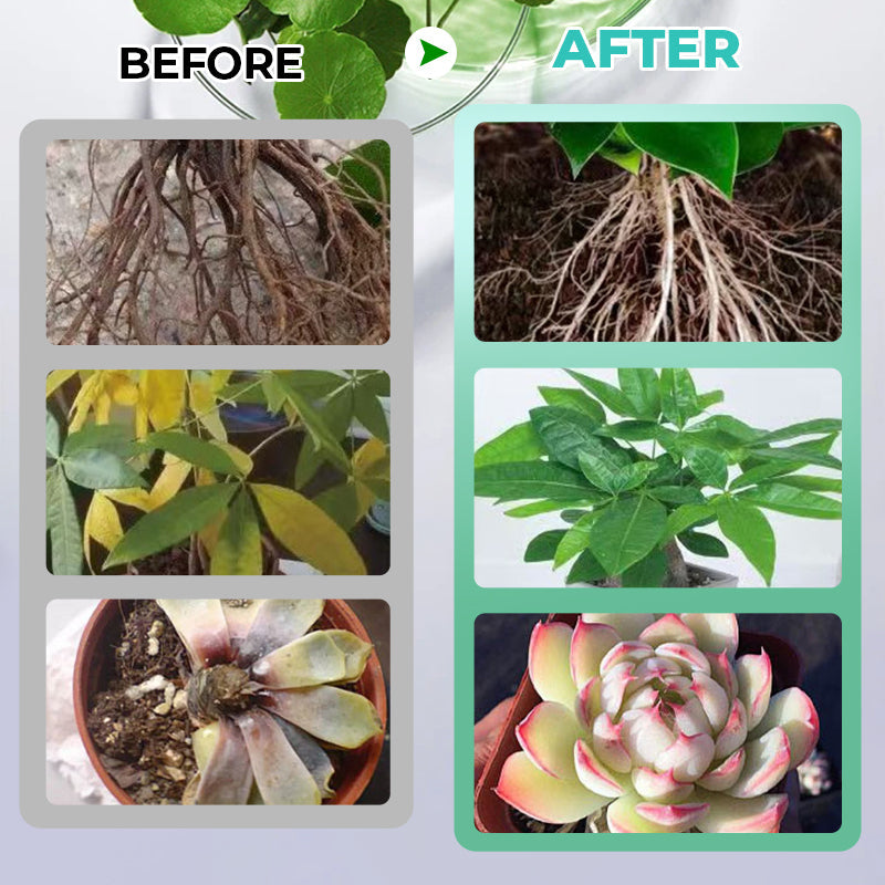 Hydroponic Nutrient Solution For Plant Growth
