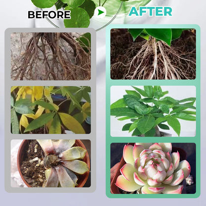 Hydroponic Nutrient Solution For Plant Growth