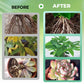 Hydroponic Plant Nutrient Solution（50% OFF）