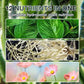 Hydroponic Plant Nutrient Solution（50% OFF）