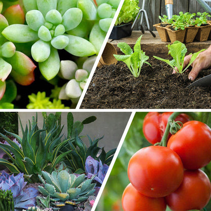 Multipurpose Slow-Release Tablet Fertilizer for Plants