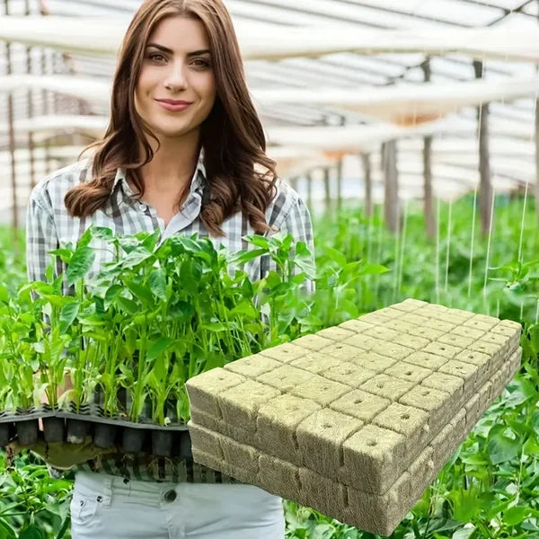 📢📢50% OFF !! ⏰Soilless Cultivation Seedlings