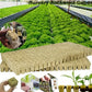 📢📢50% OFF !! ⏰Soilless Cultivation Seedlings