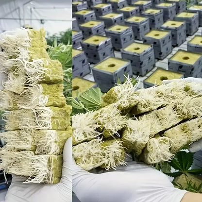 📢📢50% OFF !! ⏰Soilless Cultivation Seedlings