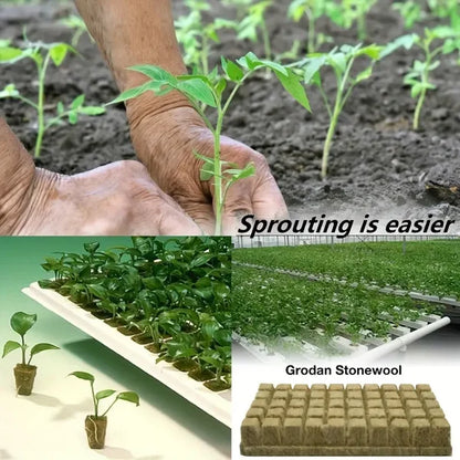 📢📢50% OFF !! ⏰Soilless Cultivation Seedlings