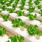 📢📢50% OFF !! ⏰Soilless Cultivation Seedlings