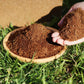 🔥New Product🔥Organic Coconut Coir for Plants（50% OFF）