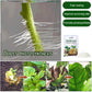 Plant Hair Root Growth Nutrition Powder（50% OFF）