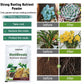 Plant Hair Root Growth Nutrition Powder（50% OFF）