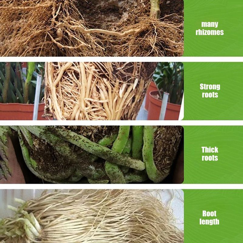 All-purpose Rooting Solution for All Plants（50% OFF）